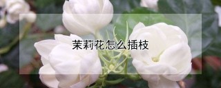 茉莉花怎么插枝,第1图