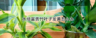 水培富贵竹叶子发黄怎么办,第1图