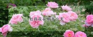 牡丹花花期多少天,第1图