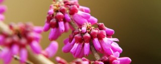 紫荆花是什么花,第1图