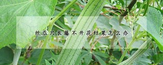 丝瓜只长藤不开花结果怎么办,第1图