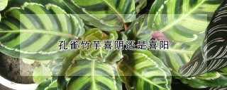 孔雀竹芋喜阴还是喜阳,第1图