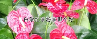 白掌红掌粉掌哪个好,第1图