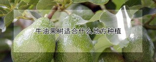 牛油果树适合什么地方种植,第1图