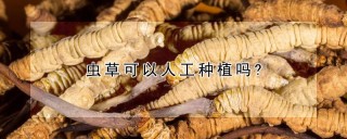 虫草可以人工种植吗?,第1图