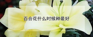 百合花什么时候种最好,第1图