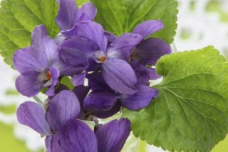 紫罗兰花为什么光长叶不开花呢,第3图