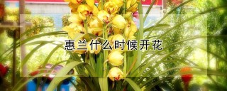 惠兰什么时候开花,第1图