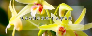 铁皮石斛开花吗?什么颜色的,第1图