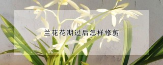 兰花花期过后怎样修剪,第1图