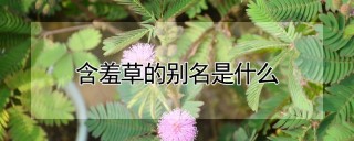 含羞草的别名是什么,第1图