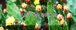 不怕干旱的花有哪些,第1图