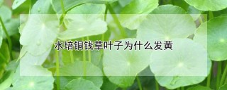 水培铜钱草叶子发黄是什么原因,第1图