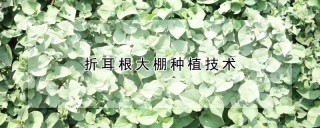 折耳根大棚种植技术,第1图