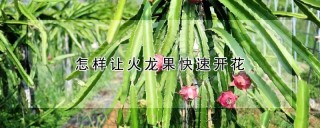 怎样让火龙果快速开花,第1图