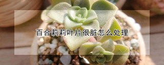 百合莉莉叶片很脏怎么处理,第1图