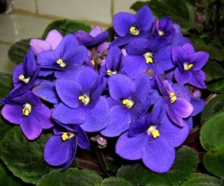 欣赏好看的紫罗兰品种及照片，淡淡的紫、幽幽的香,第2图