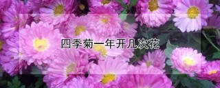 四季菊一年开几次花,第1图