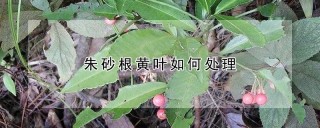 朱砂根黄叶如何处理,第1图