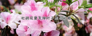 杜鹃花夏天掉叶子怎么补救,第1图