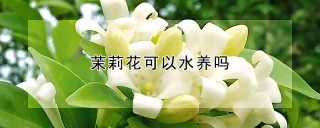 茉莉花可以水养吗,第1图