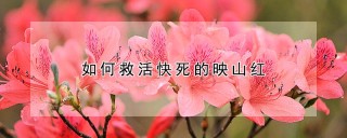 如何救活快死的映山红,第1图