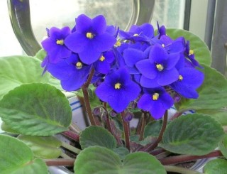紫罗兰什么时候开花，紫罗兰不开花怎么回事,第6图