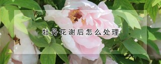 牡丹花谢后怎么处理,第1图