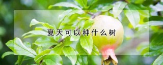 夏天可以种什么树,第1图