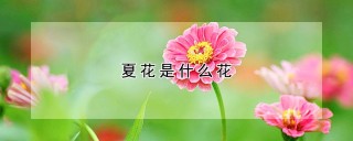 夏花是什么花,第1图