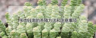 多肉钱串的养殖方法和注意事项,第1图