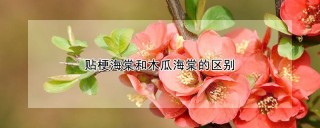 贴梗海棠和木瓜海棠的区别,第1图