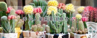 养仙人掌需要注意什么,第1图