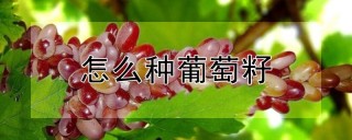 怎么种葡萄籽,第1图