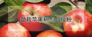 盆栽苹果树怎么授粉,第1图