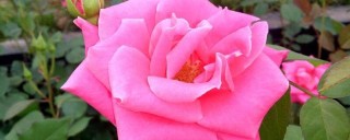 粉色月季花语,第1图