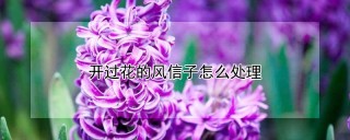 开过花的风信子怎么处理,第1图