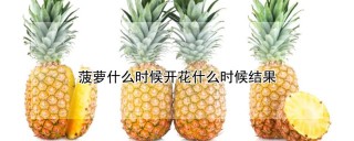 菠萝什么时候开花什么时候结果,第1图