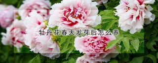 牡丹花春天发芽后怎么养,第1图