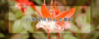 灯笼花用什么土最好,第1图