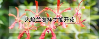 火焰兰怎样才能开花,第1图