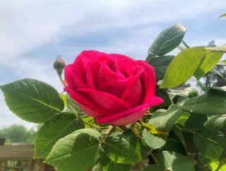 玫瑰花的花语是什么，玫瑰花象征着美丽的爱情,第2图