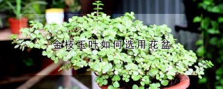 金枝玉叶如何选用花盆,第1图