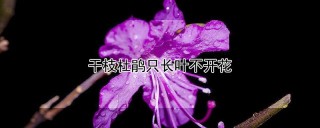 干枝杜鹃只长叶不开花,第1图