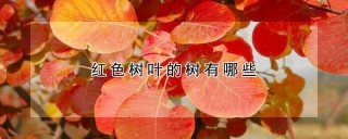 红色树叶的树有哪些,第1图