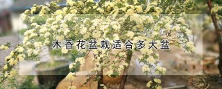 木香花盆栽适合多大盆,第1图