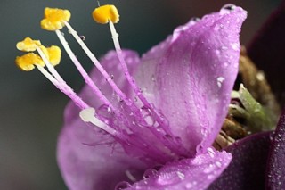 紫罗兰花冬天怎么养,第3图