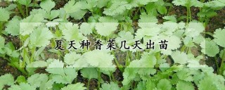 夏天种香菜几天出苗,第1图