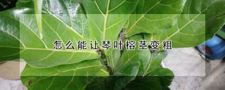 怎么能让琴叶榕茎变粗,第1图