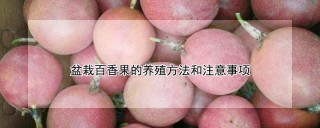盆栽百香果的养殖方法和注意事项,第1图